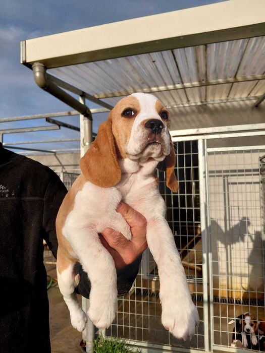 Beagle Bicolor bebé Top