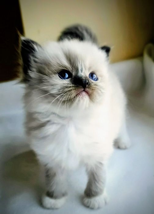 Kotka Ragdoll z rodowodem WCF do rezerwacji