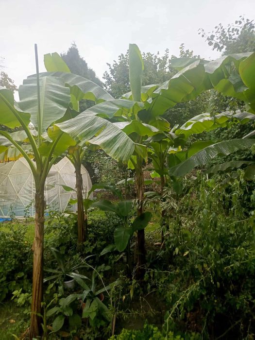 Bananowce  różne wysokości