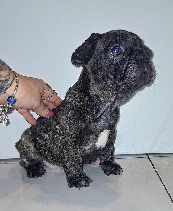 Bulldog Francês Fêmea
