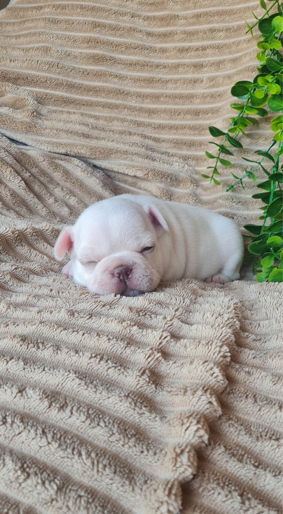 Estupendo Bulldog/Bouledogue Francês. Qualidade