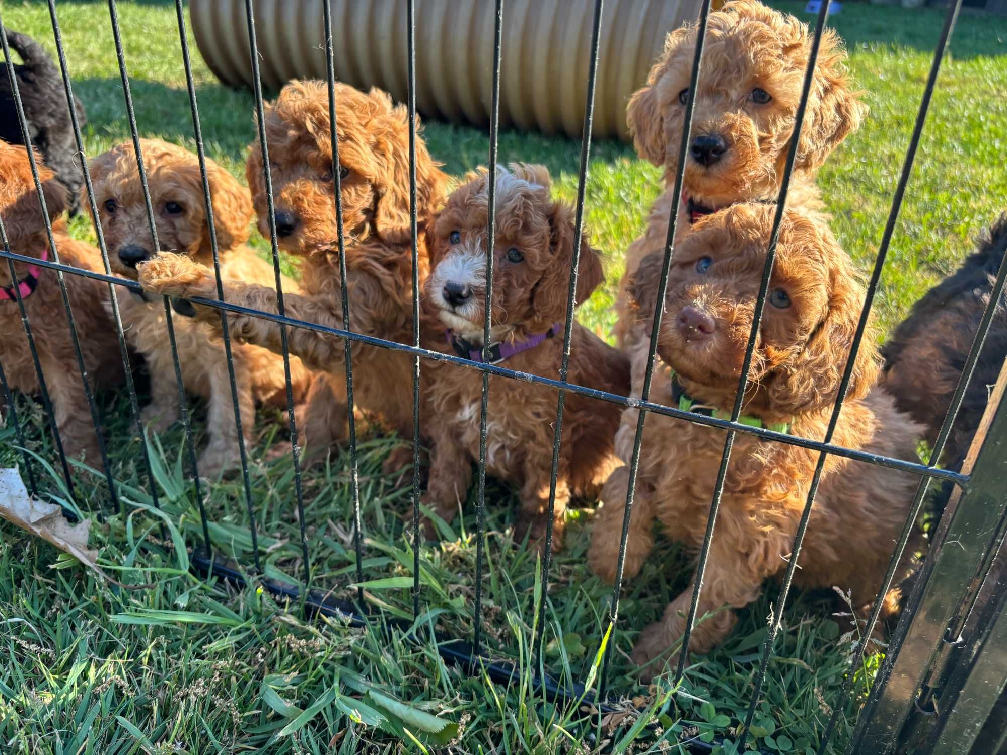 Samiec mini labradoodle f2 apricot