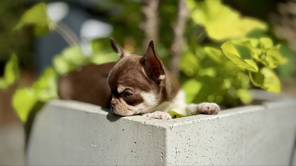 Czekoladowa PPRZEPIĘKNA GOTOWA do ODBIORU suczka chihuahua