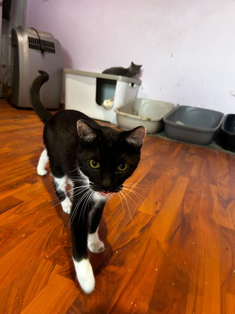 Batman - uratowany z wiejskiego podwórka