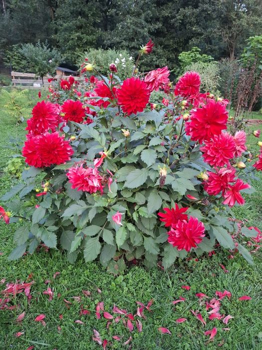 Dalia, dalie - cebulki