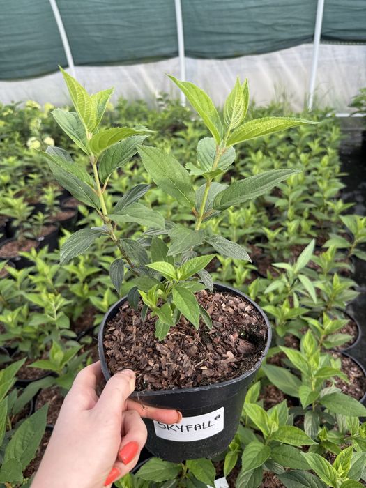 Hortensja bukietowa vanille fraise, polar bear, limelight, fraise melb