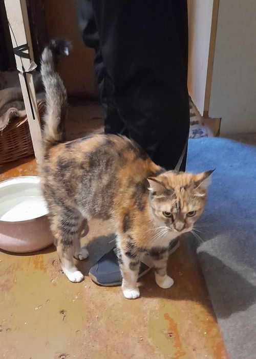 молоденька трьохколірна кицюня (3 роки) стерелізована