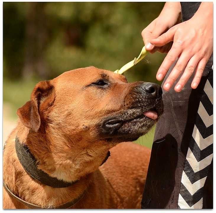 Dla doświadczonych,do domu z ogrodem,przyjaciel i obrońca pies BUDDY