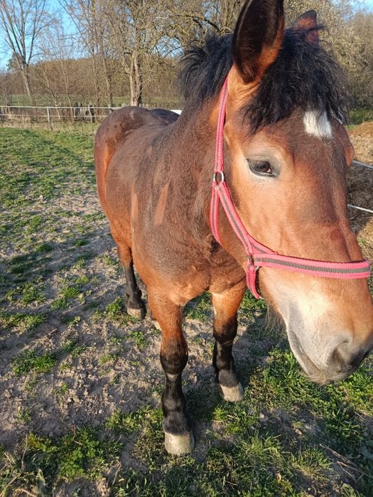 Zribica zimnokrwista