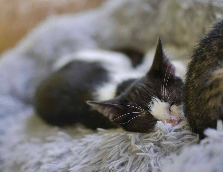 Wyjątkowy kociak gotowy do adopcji!
