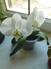 Орхідея, білий колір