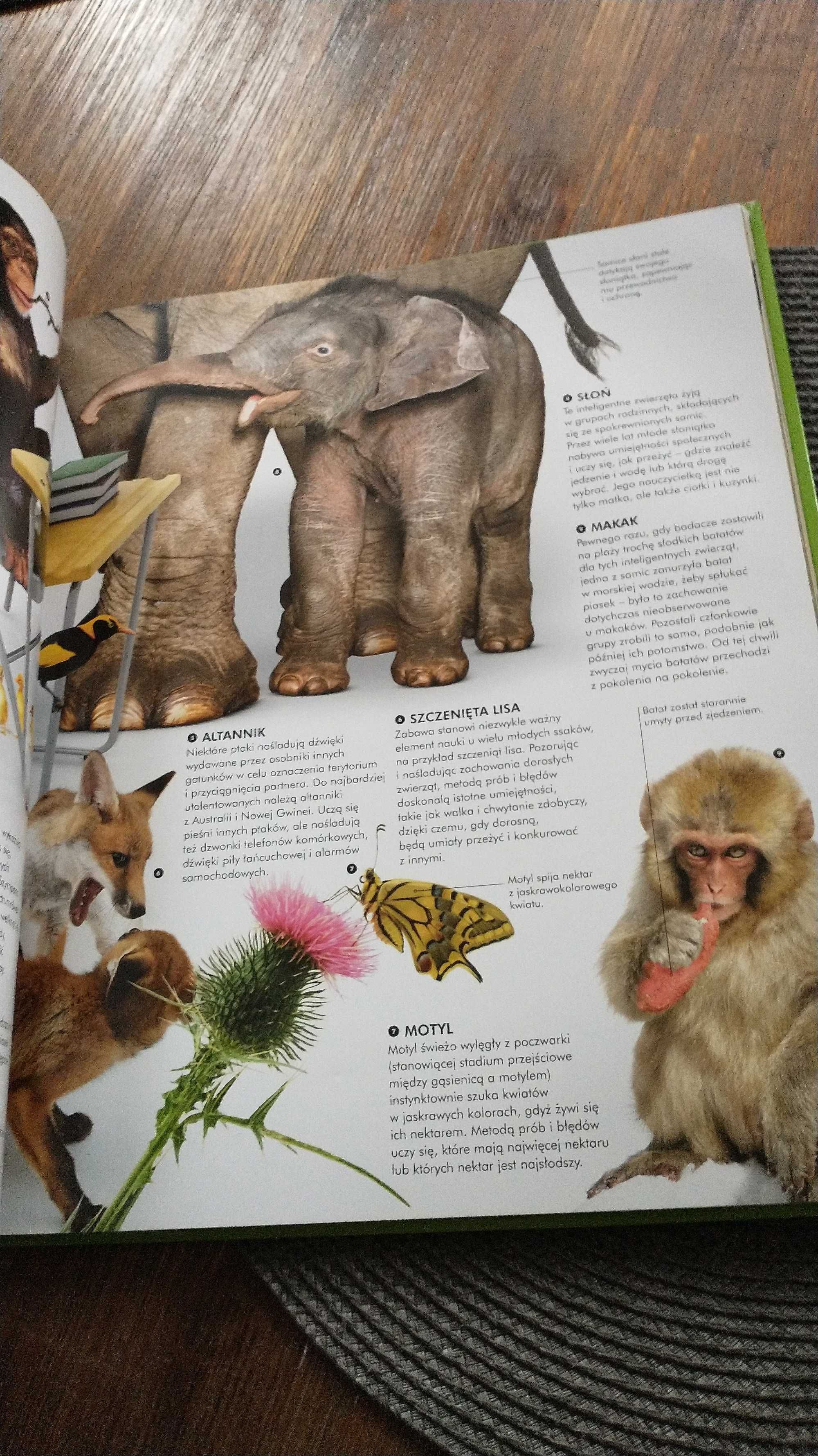 Ilustrowana encyklopedia zwierząt National Geographic