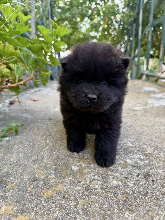 Chow Chow Preto Femea
