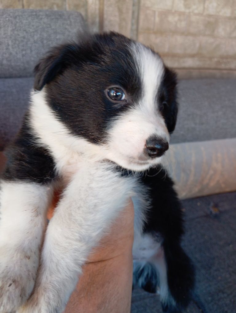 Border collie pies