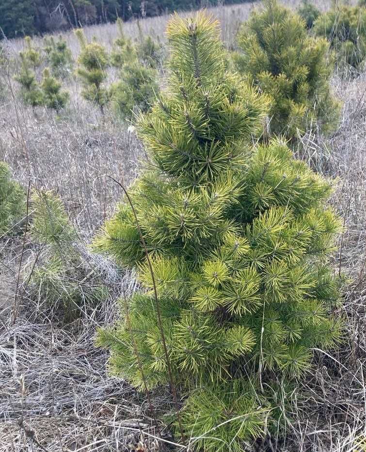 Дерева хвойні , сосна звичайна ком. Pinus sylvestris , pine.