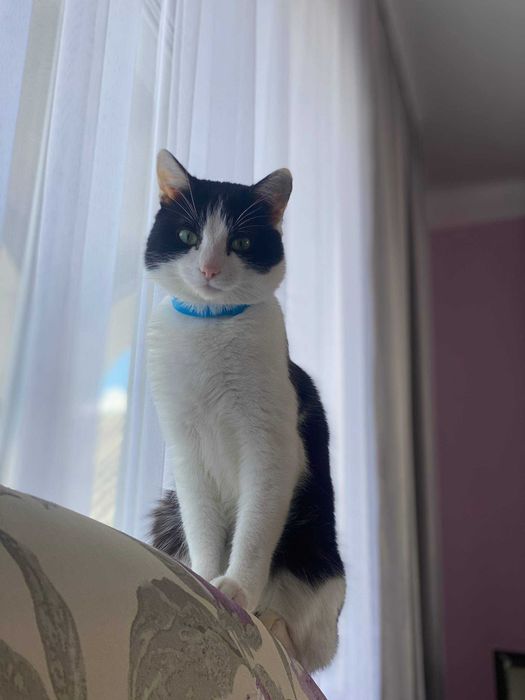 Віддам в добрі руки котика