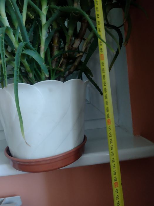 Aloes duży w doniczce 7/8 lat