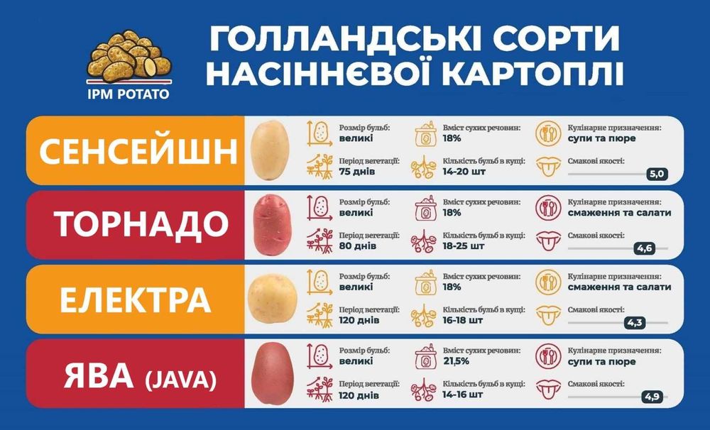 Картопля з Голландії на насіння. Торнадо, Сенсейшн, Джава, Електра