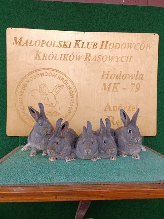 Króliki Wiedeńskie