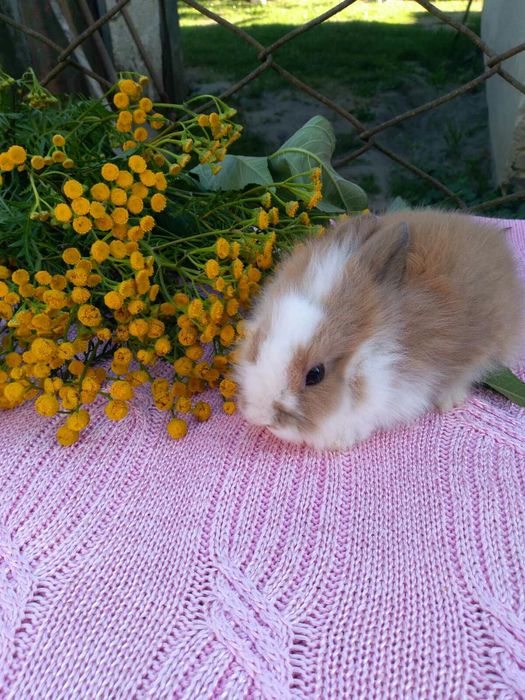 Кролики Декоративні Карликові Висловухі