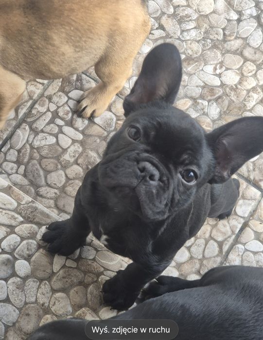 Buldog francuski czarny