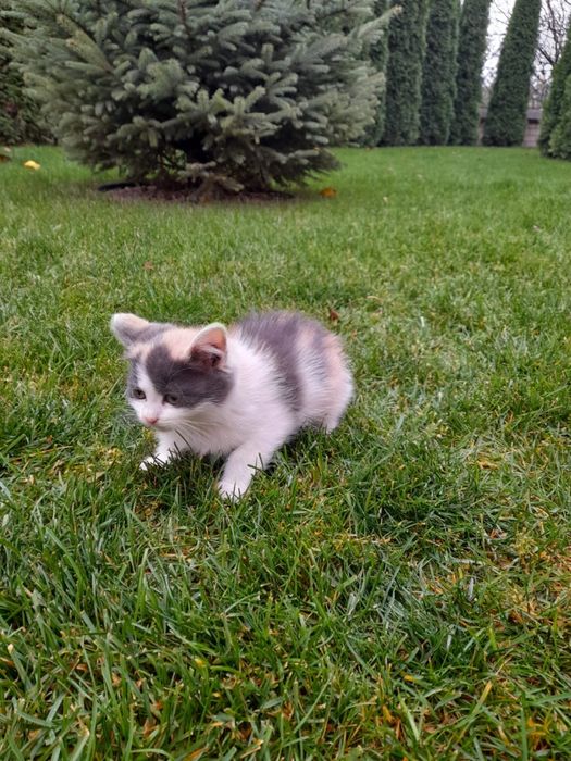 Милые и забавные хвостики