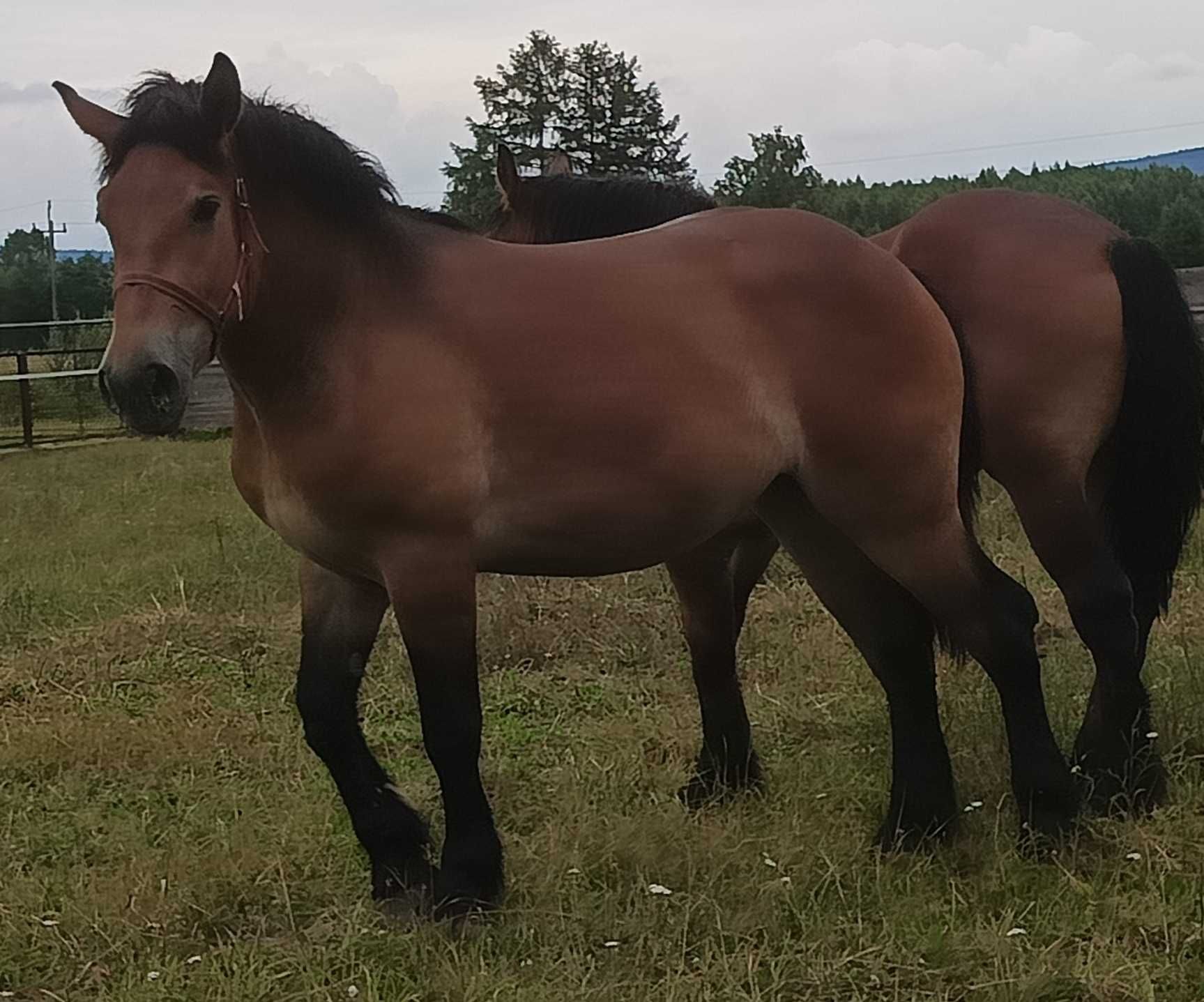Sprzedam klacze zimnokrwiste