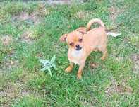 Chihuahua krótkowłosy odchowany śliczny piesek gotowy do odbioru!
