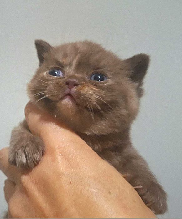 Kot Brytyjski   Rodowód PZF/WCF