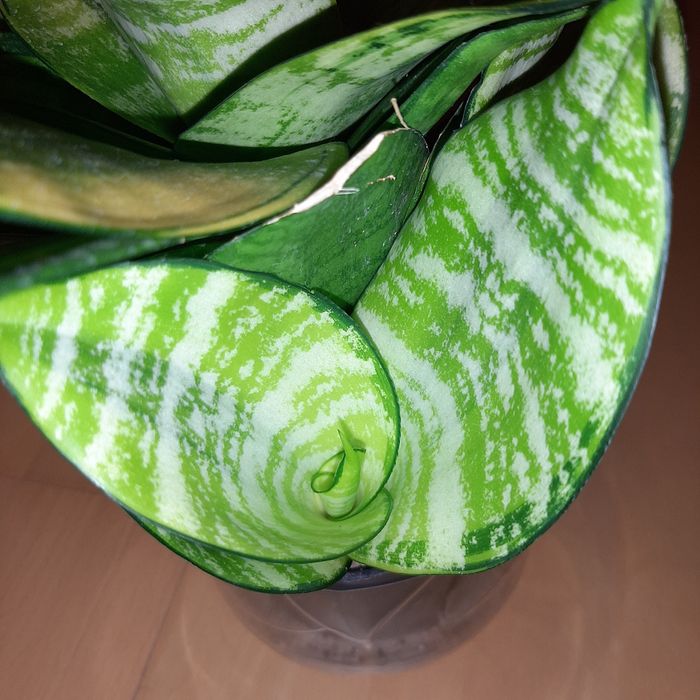 Philippine,  Philippines duży odrost