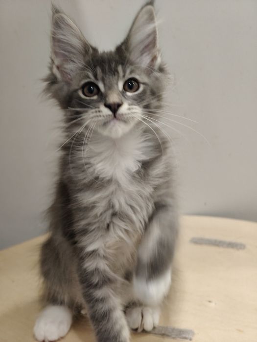 Kocurek Maine coon Odi