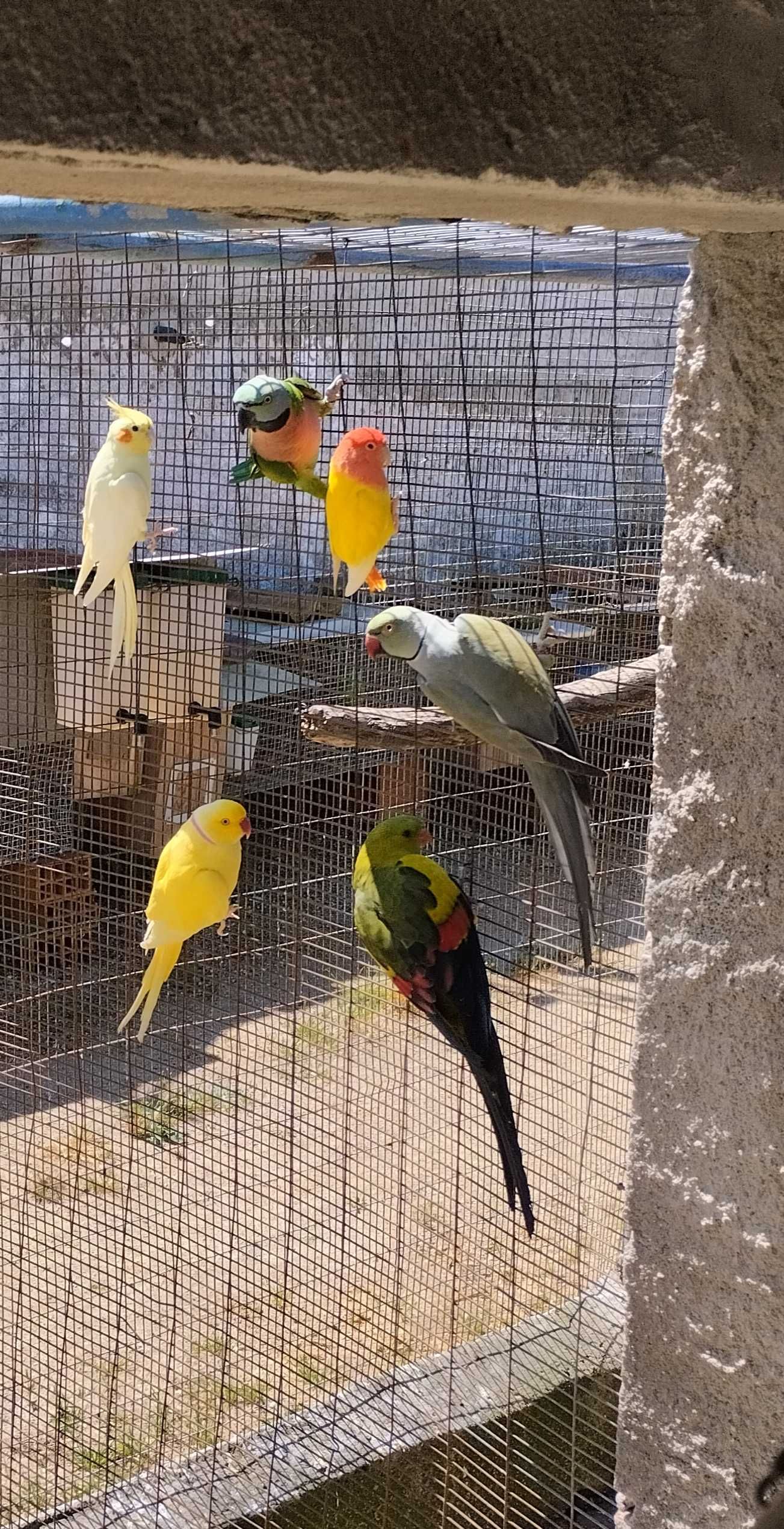 Várias aves adultas e novas