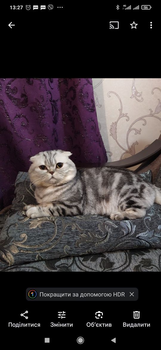 Вислоухий мраморный кот на вязку Вислоухий кіт . В'язка. Вязка