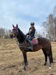 Klacz  hanowerska  7l