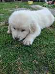 Golden Retrievier piesek