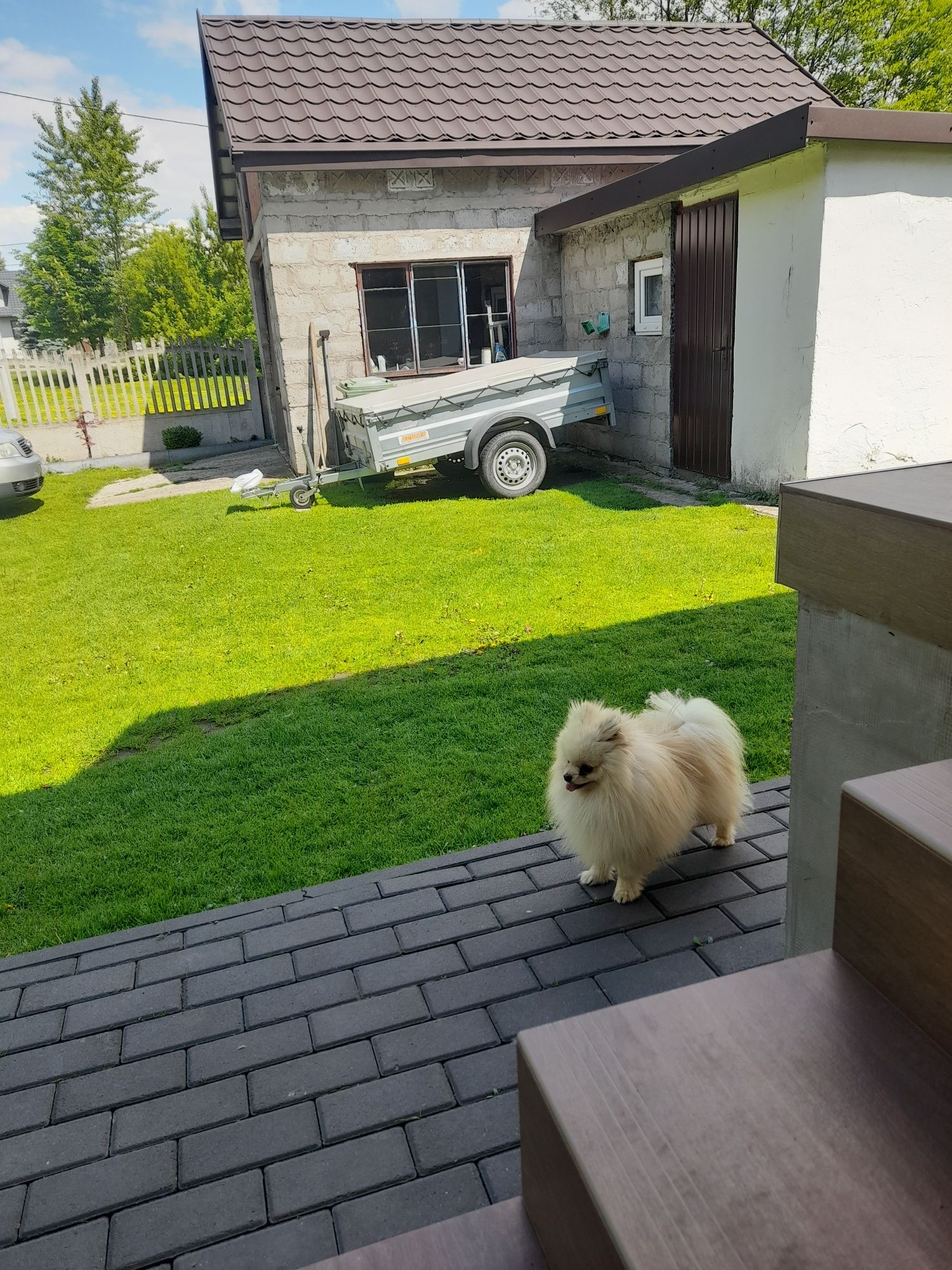 Szpic miniaturowy pomeranin