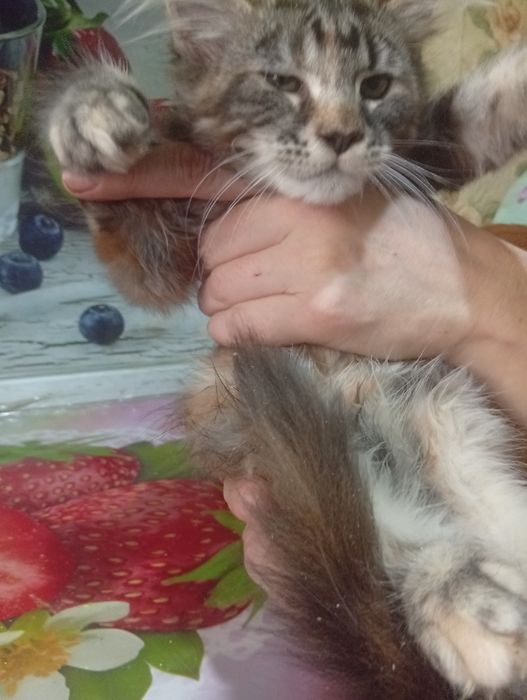Кошка Мэйн Куна нежная