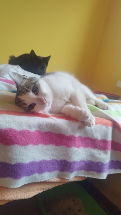 Przecudowny młody kocurek do adopcji, ma 4 miesiące