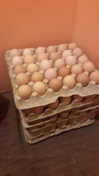 Домашнi курячi яйця