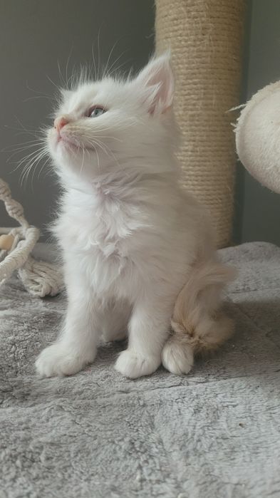 Kotka Maine Coon Coco FPL