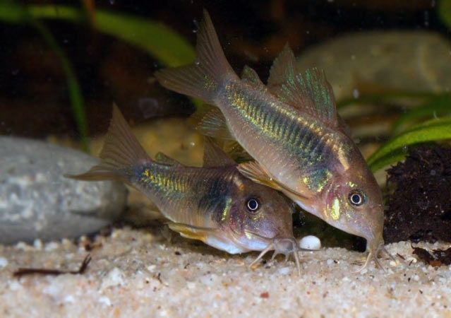 Młode kiryski spiżowe corydoras aeneus