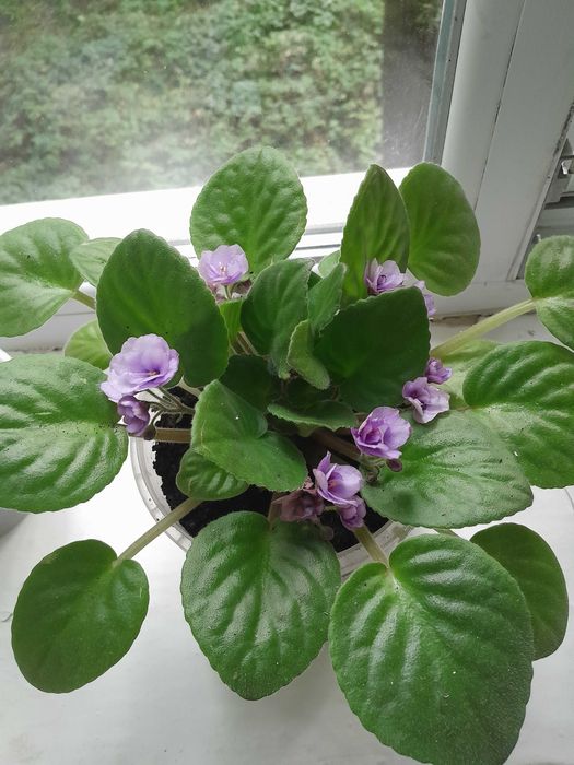 Сенполии (фиалки), спатифилум (жен. счастье), замиокулькас (дол.дерево