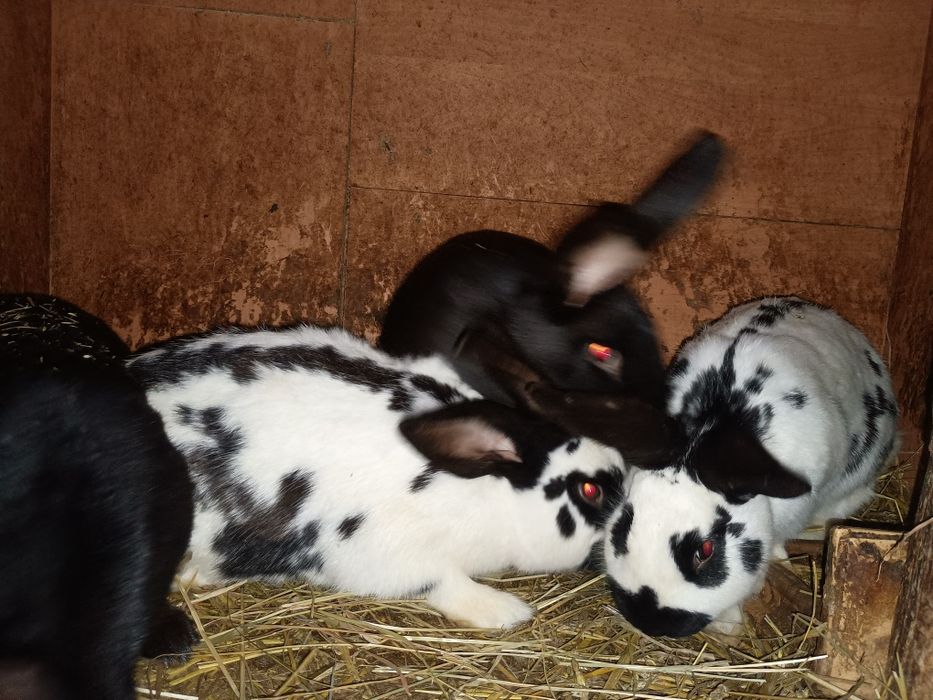 Sprzedam króliki mieszanka ras OSC I Kanadyjski