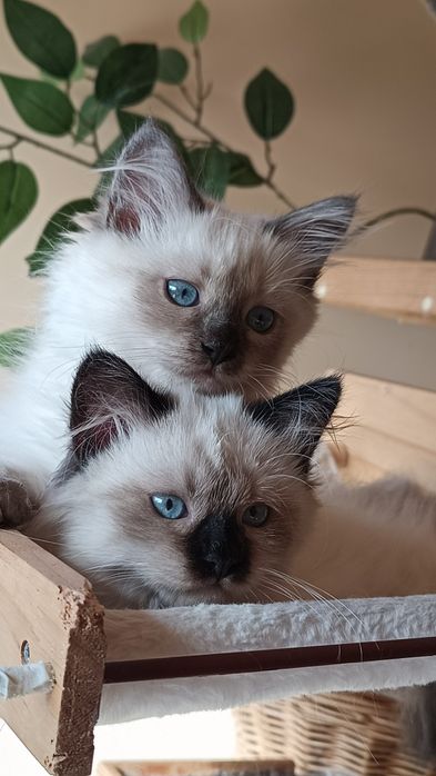 Piękna kotka Neva Masguerade