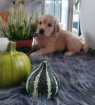 Golden Retriever-zapowiedź  miotu