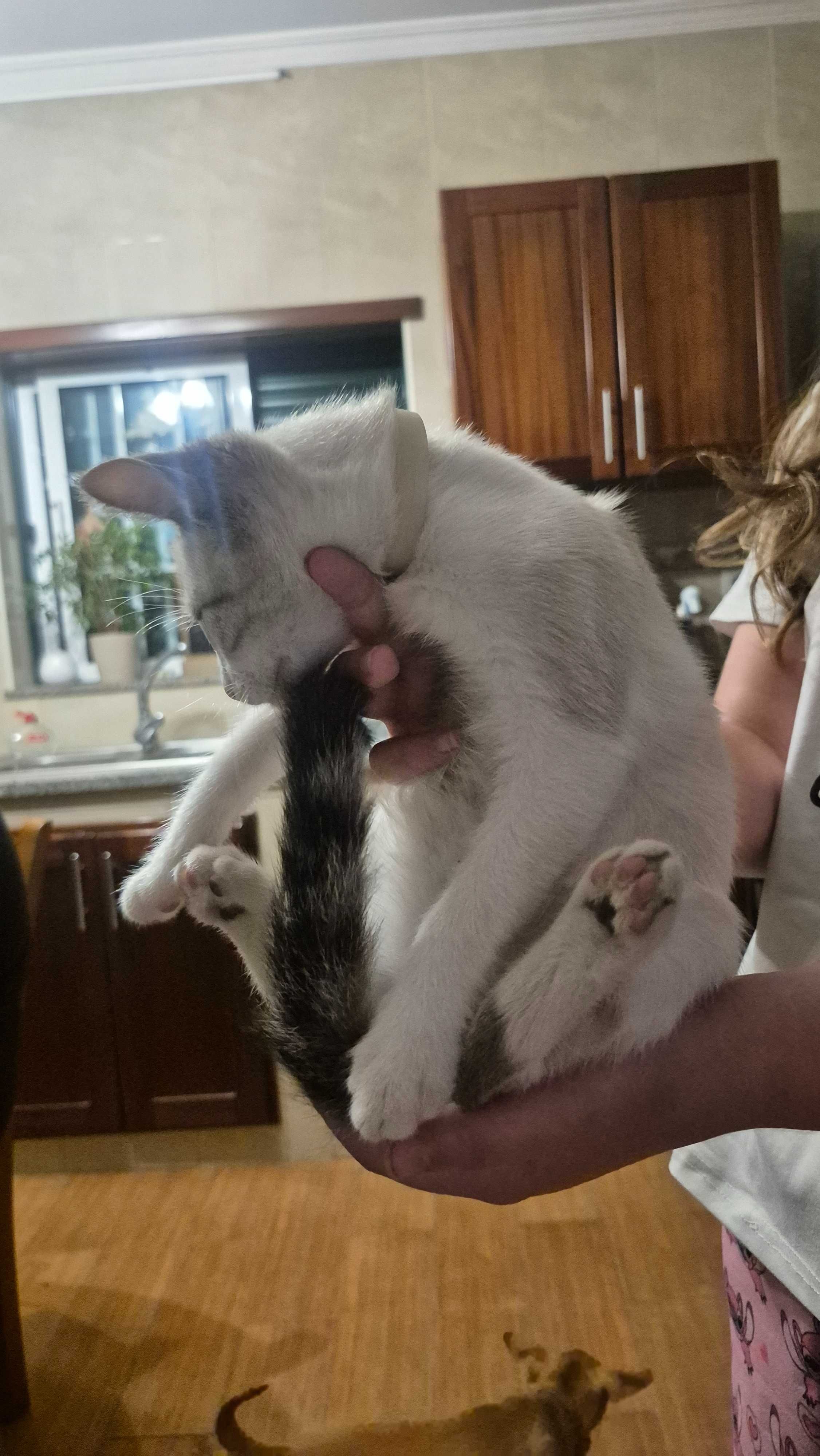 Gatinha para adoção em Aveiro/Águeda