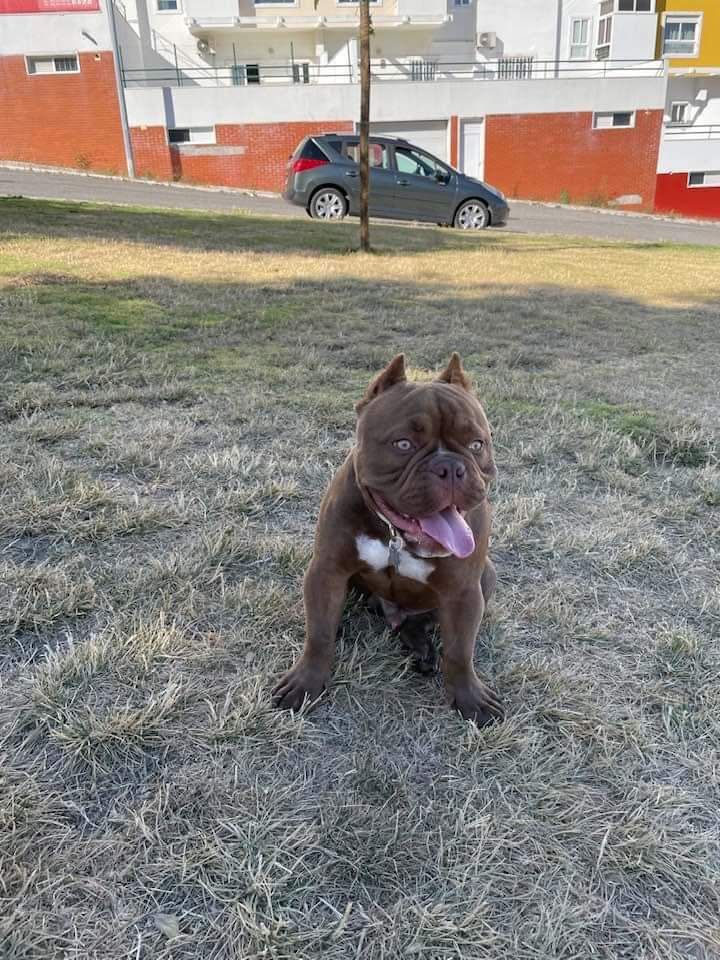 American bully Disponível para montas ( criações )
