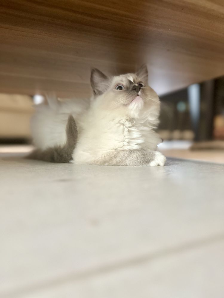 Ragdoll kotka blue mitted rodowód FPL FiFe FCI kot chip do odbioru
