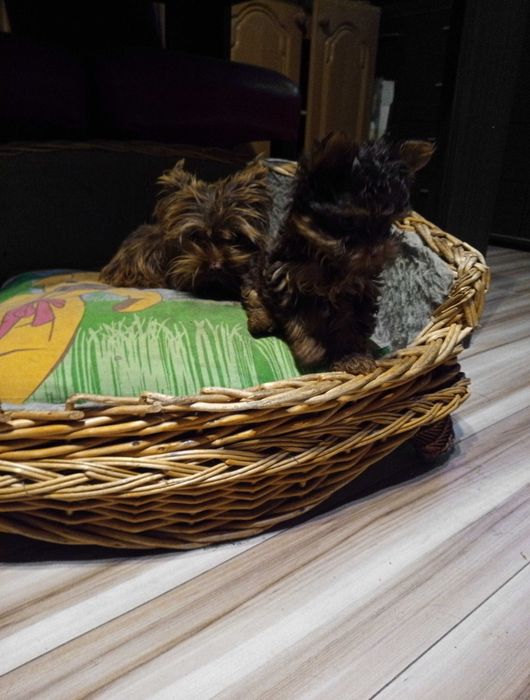 Czekoladowy Yorkshre Terrier chłopiec