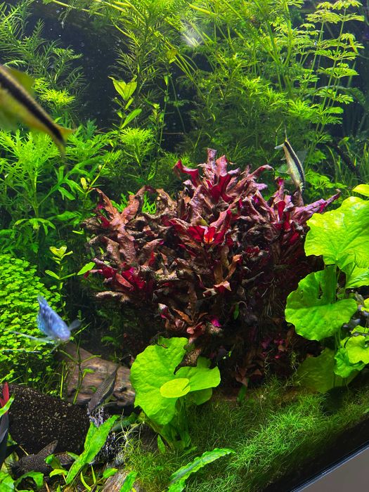 Alternanthera Reineckii